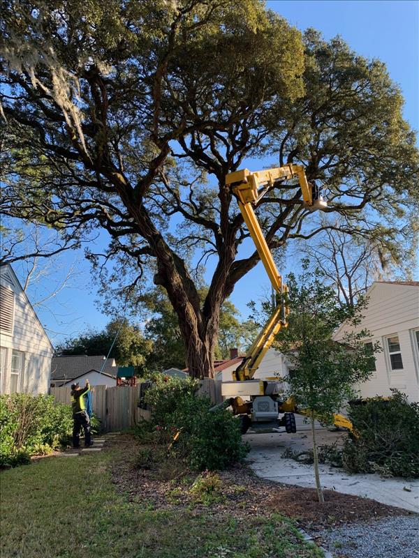 Robert's Tree Service - Jacksonville, FL